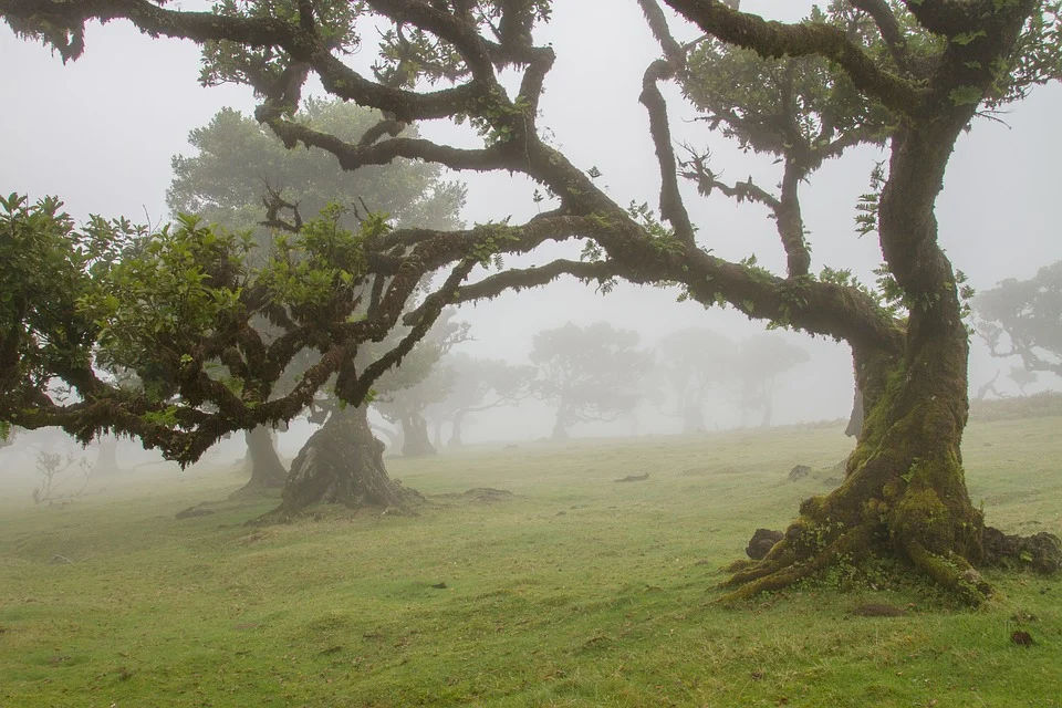 hike on the vereda do Fanal