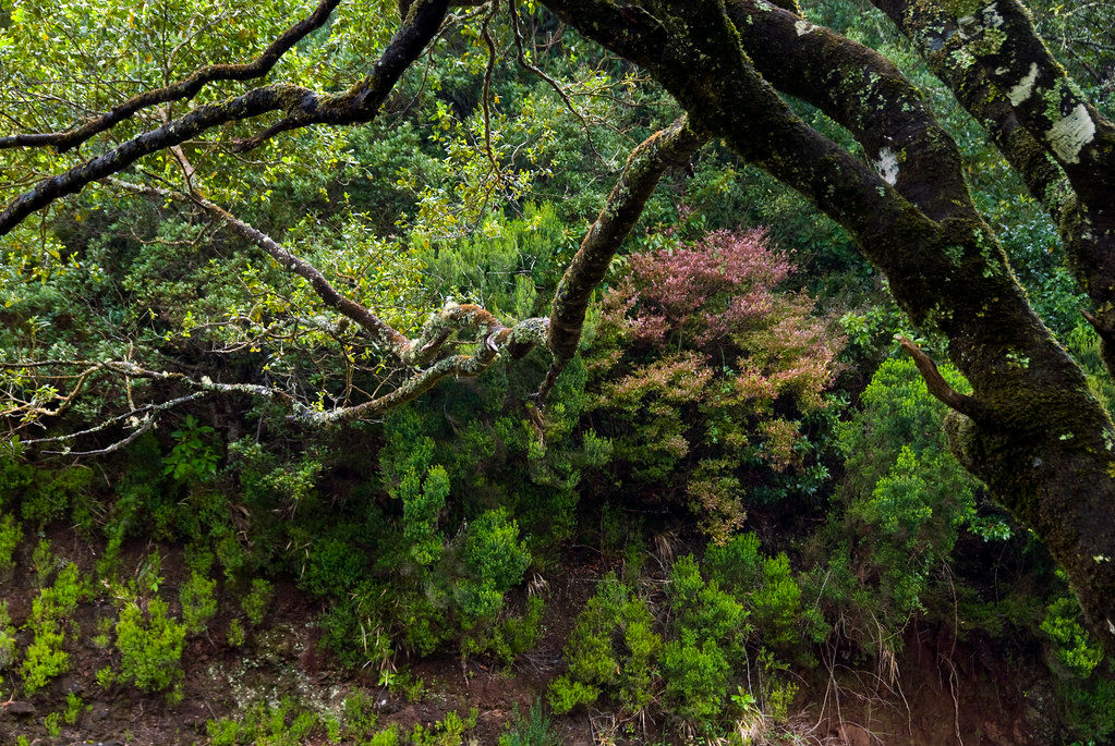 Laurysilva forest