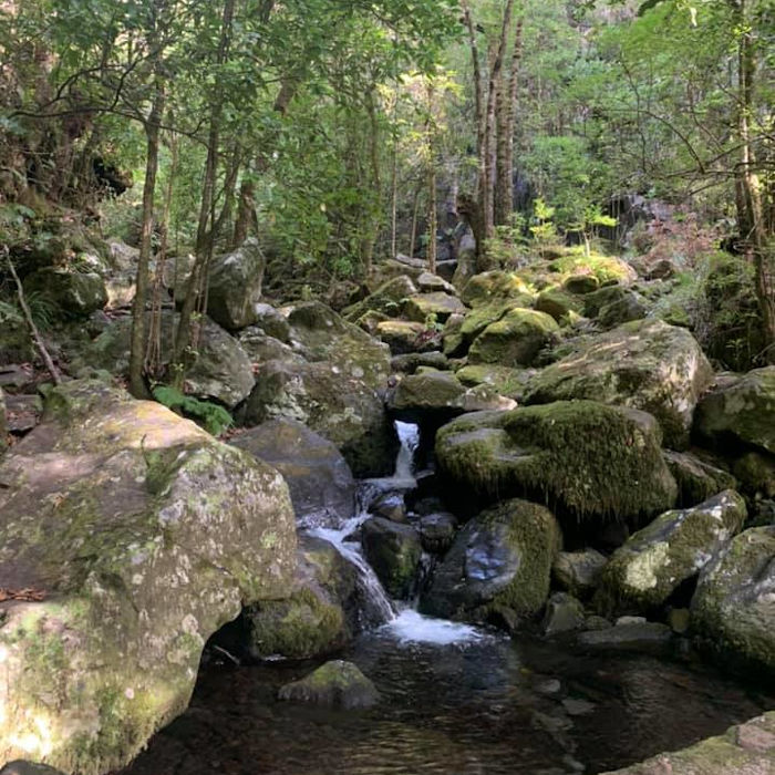 Petit cours d'eau à Madère