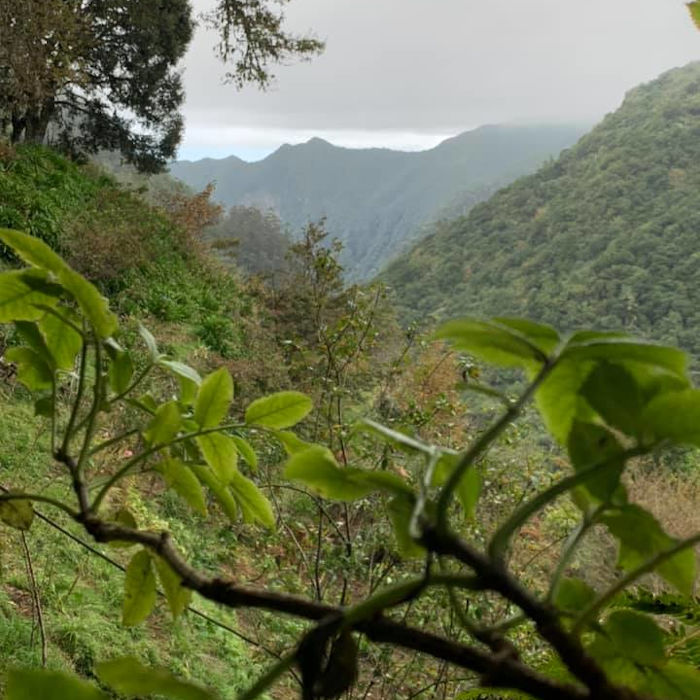 Nature et picos à Madère