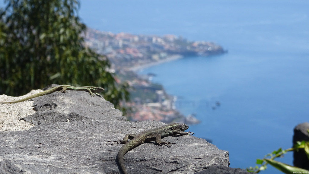 view of Funchal from Cabo Girao