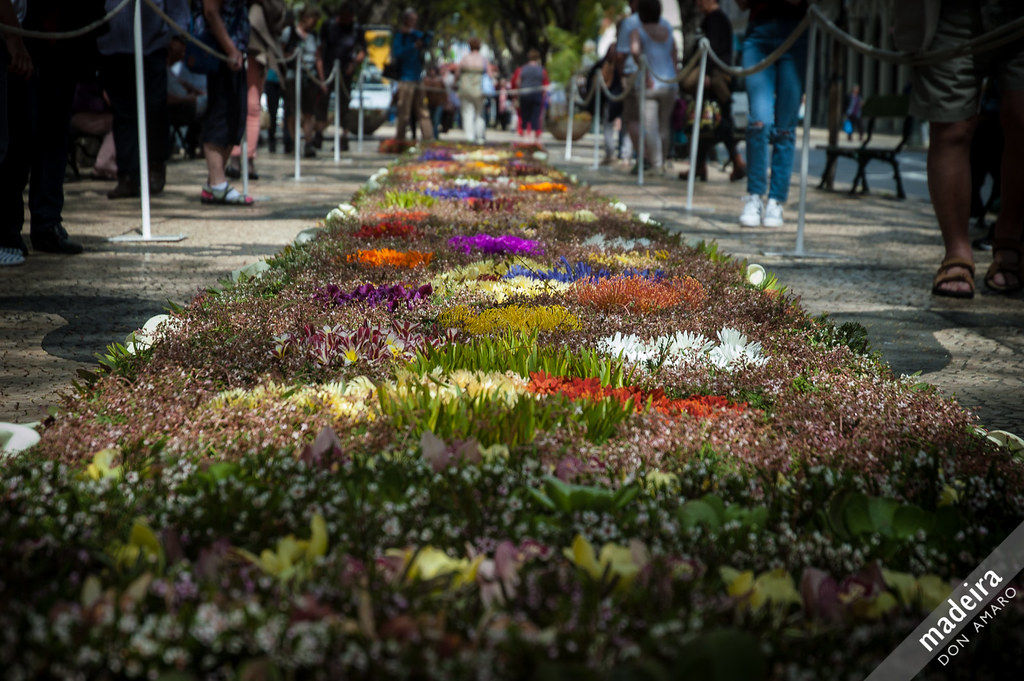 The incredible flower beds in Funchal