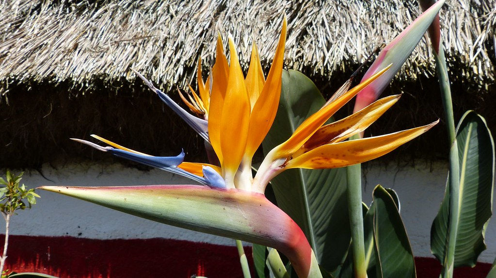 fleur oiseau du paradis : la Strelitzia - Madère