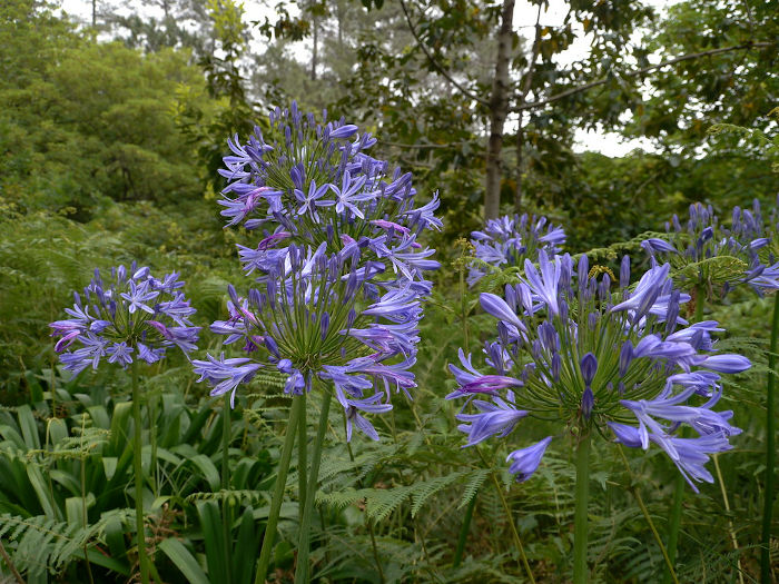 Agapanthus flower - Madeira