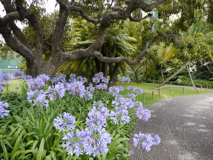 Quinta Magnólia, Massif d'agapanthes 