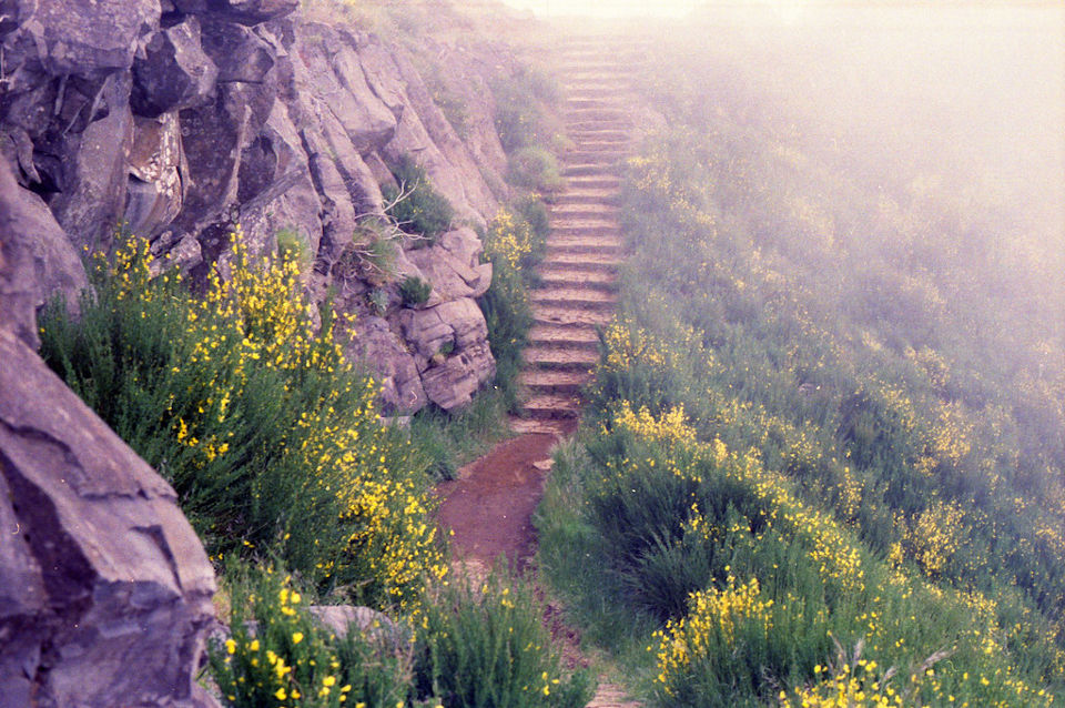 Image by melancholija is licensed under CC BY-NC 2.0 yellow flowers from the Madeira mountains