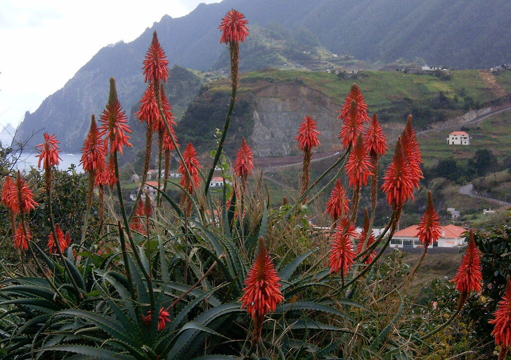 Sward Aloe by Madeira Walking is licensed under CC BY-NC-ND 2.0 red flowers aloes Vera Madeira, on the heights
