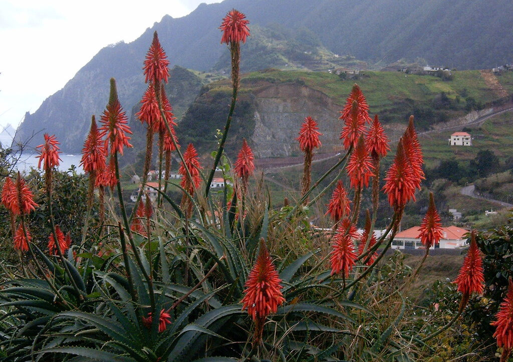 red flowers aloes Vera Madeira, on the heights