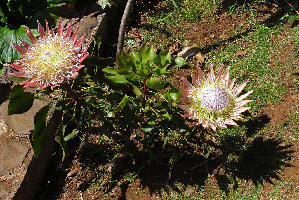 Madeira_104 by Thomas Jundt + CV is licensed under CC BY-NC 2.0 Fleur proteas - Madère