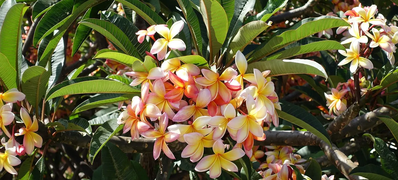 The flowers of Madeira