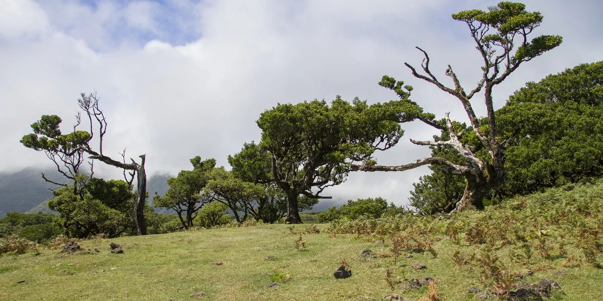 Forêt Laurissilva 