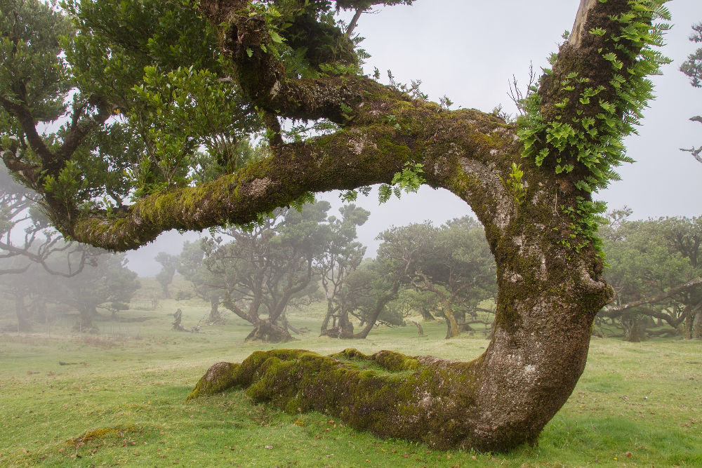 The unstructured trees of Fanal