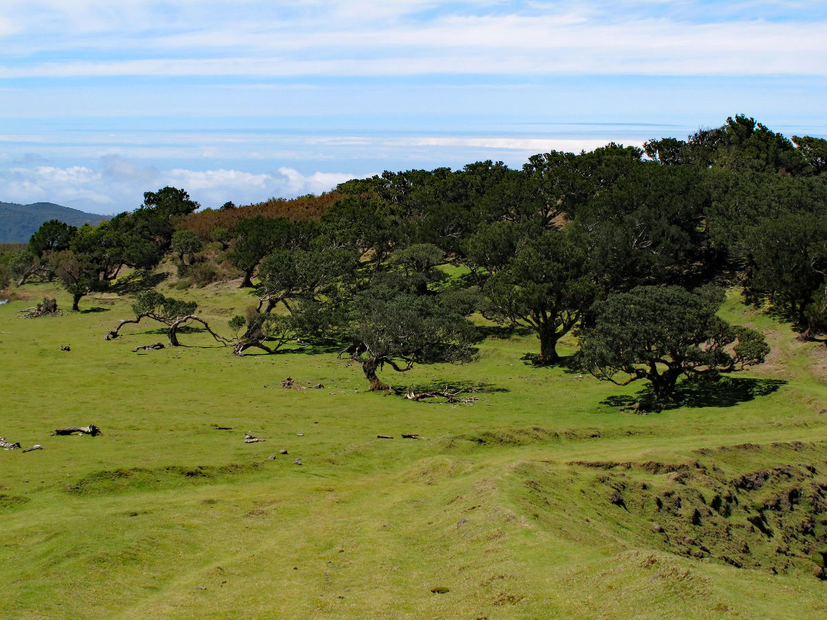 The Fanal forest, on a clear day