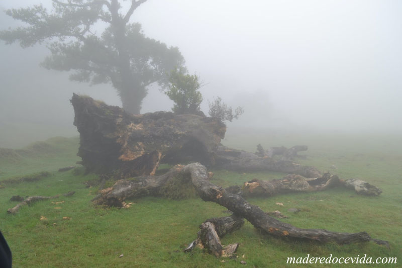 Arbres forêt Fanal brume