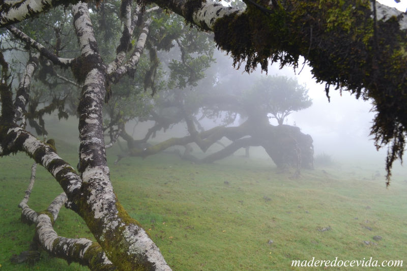 Les arbres centenaires de la forêt de Fanal