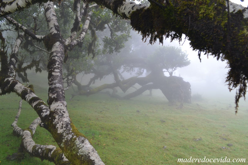 The hundred-year-old trees of the Fanal forest