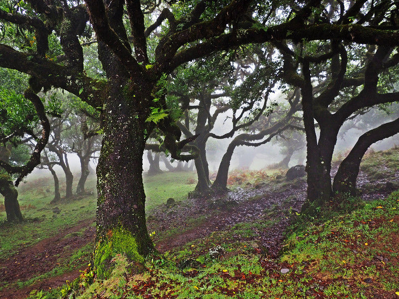 Autumn atmosphere at Fanal