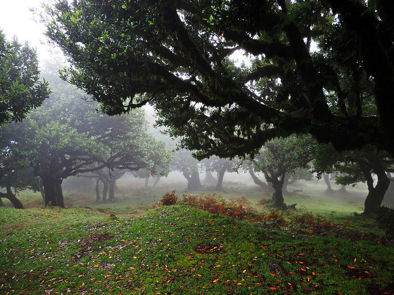 Autumn atmosphere in the Fanal forest