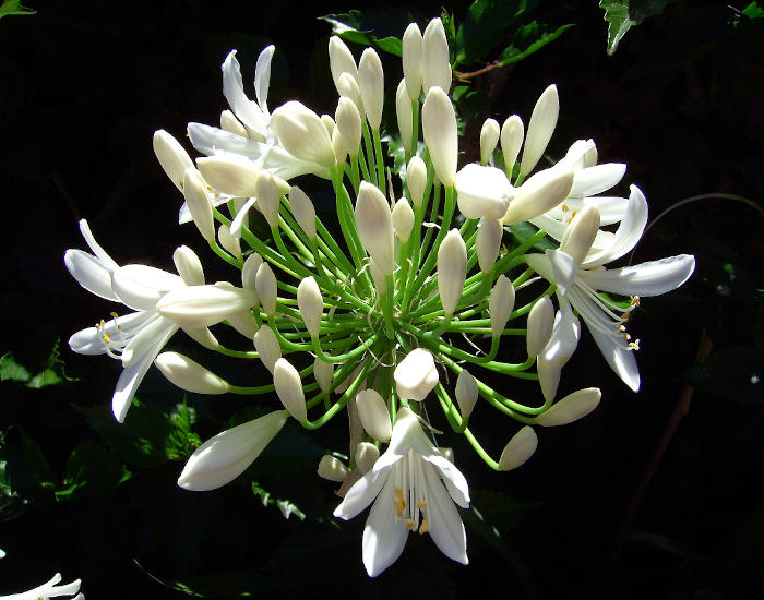 Agapanthus Madère