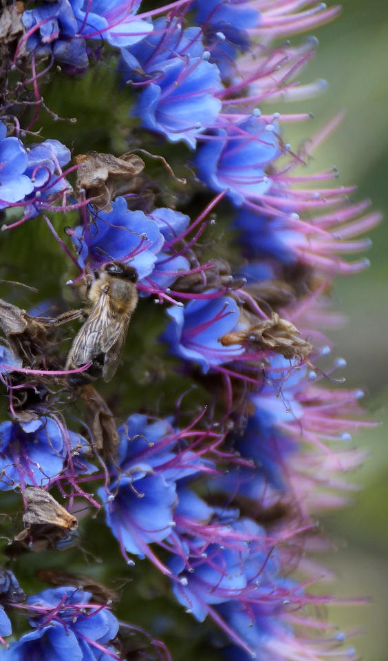 Abeille butinant fleur de Madère