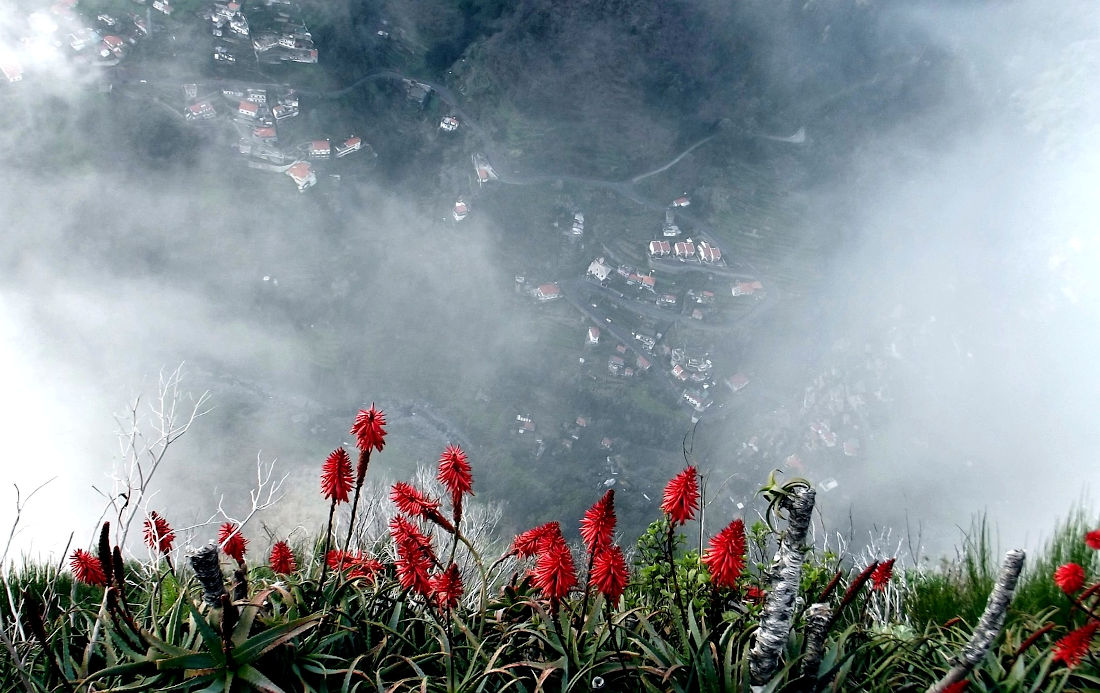 Aloe Vera on Madeira's picos