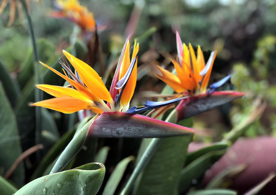 Birds of paradise, Madère