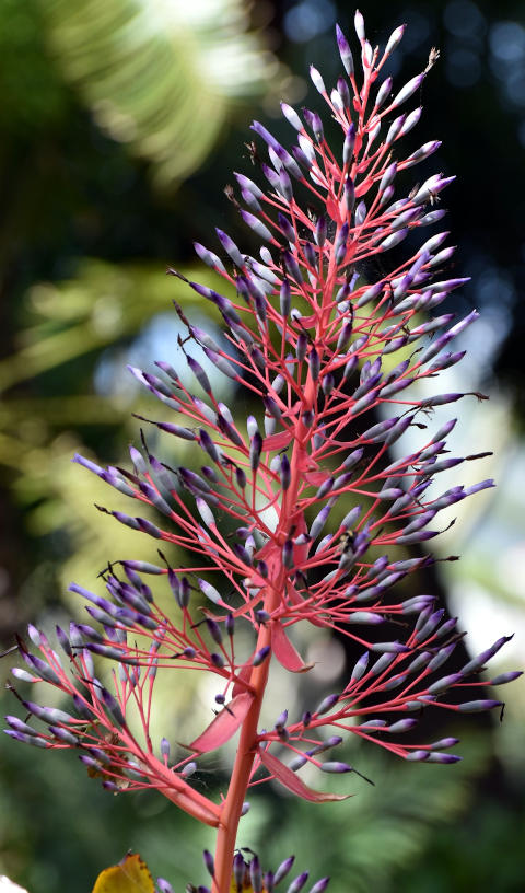 Fleur, Madère