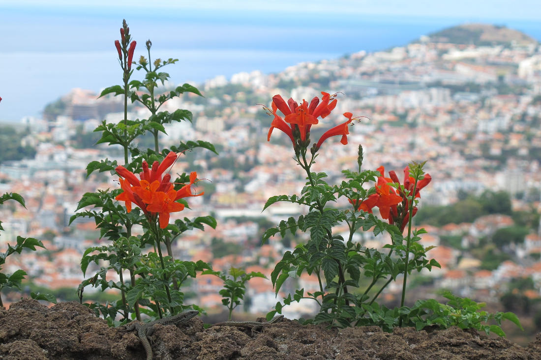 Flowers in the hills above Funchal