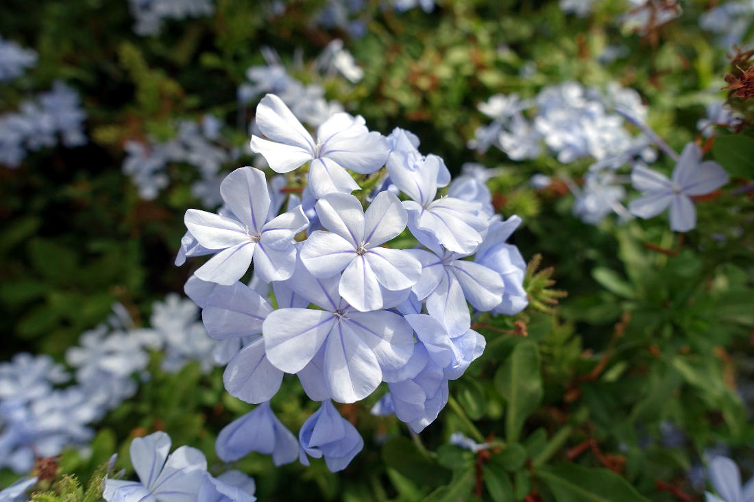 Fleur blanche Madère