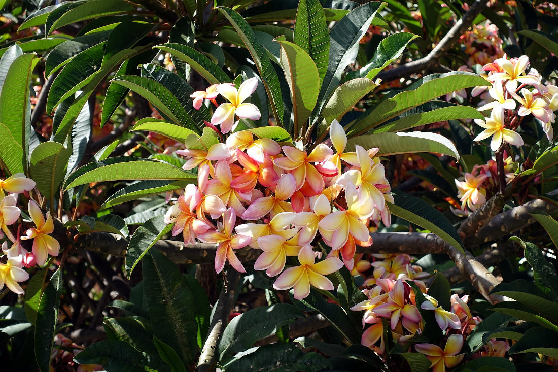 Fleur couleur Madère