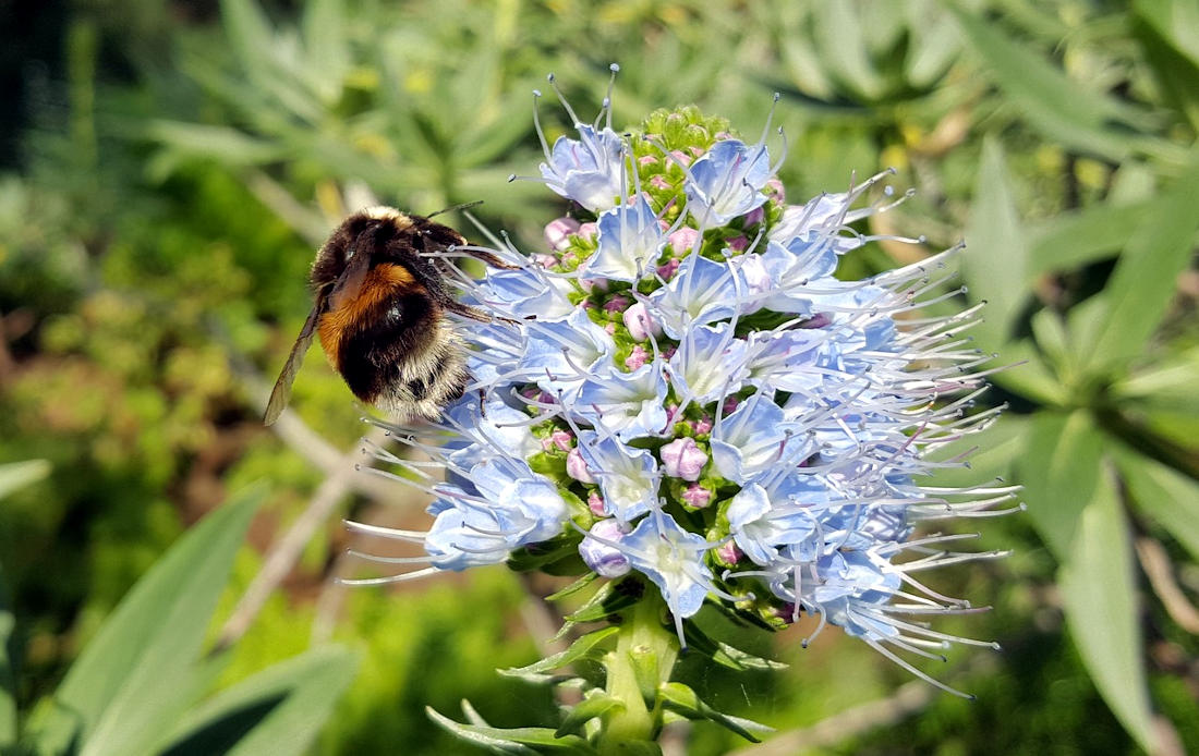 Abeille butinant fleur viperine elegante de Madère