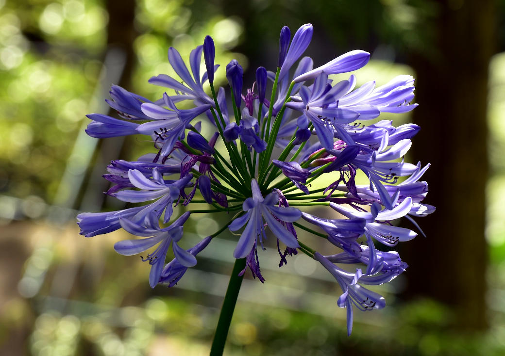 Madère - fleur