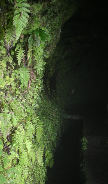 Caldeira Verde tunnel entrance, wall of ferns