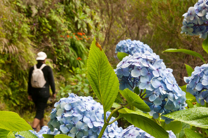 Les hortensias en début de parcours de la randonnée PR9 Caldeirao Verde