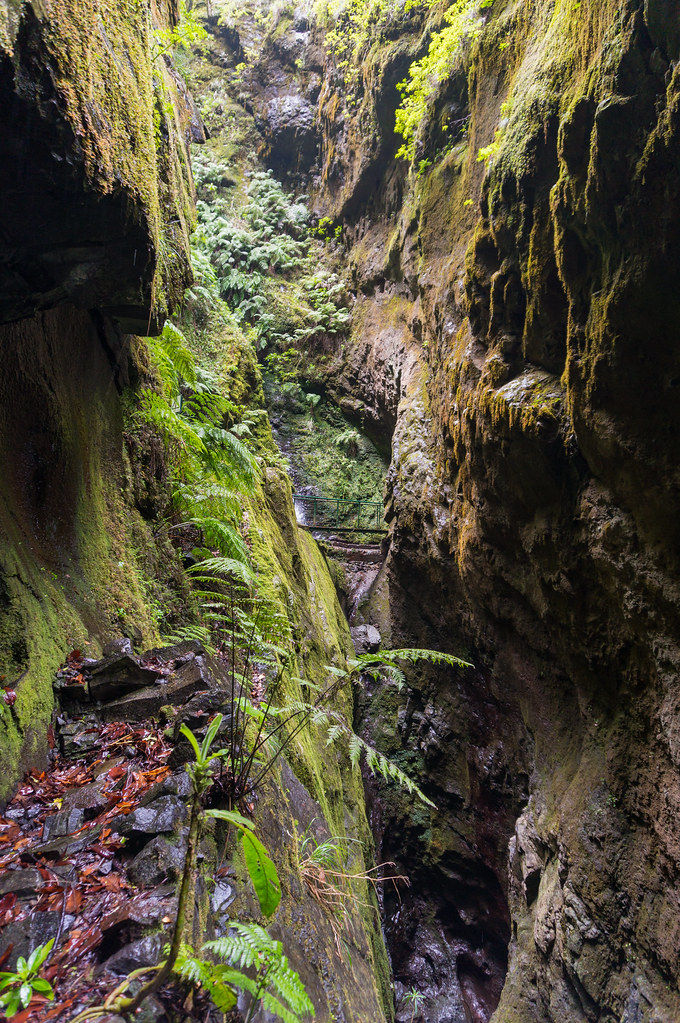 en plein coeur de la forêt primaire - caldeirao verde