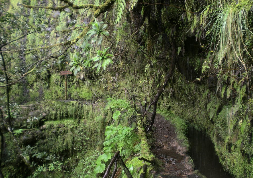 the Caldeirao Verde levada trail, damp and full of greenery