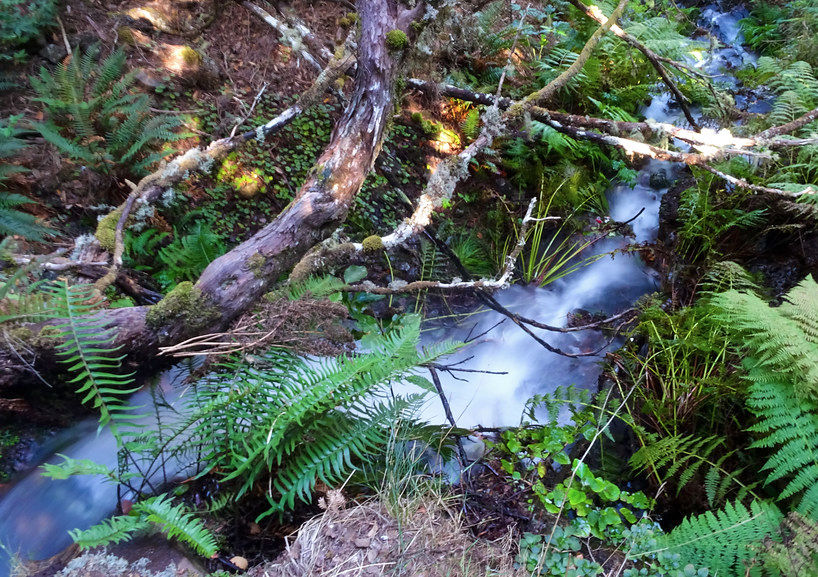 Levada do Alecrim