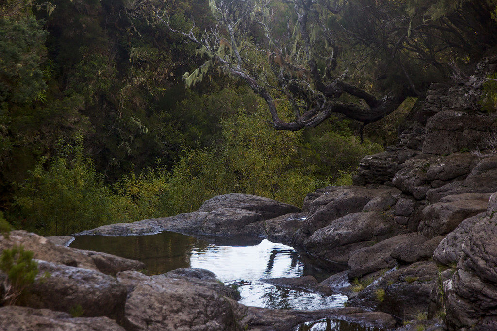 The source of the Levada do Alecrim