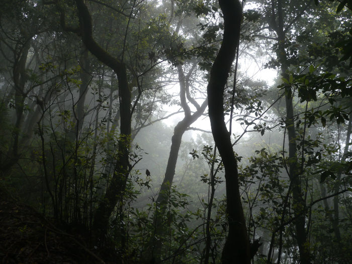 Forêt de Madère dans la brume, ribeiro frio