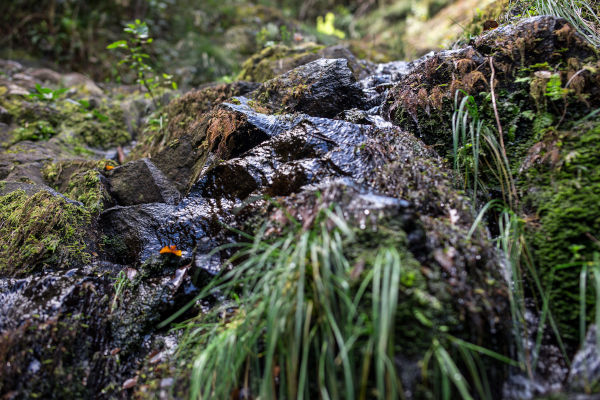 small river levada do furado