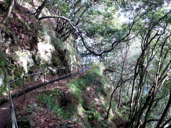 levada do rei bonito - forêt primaire