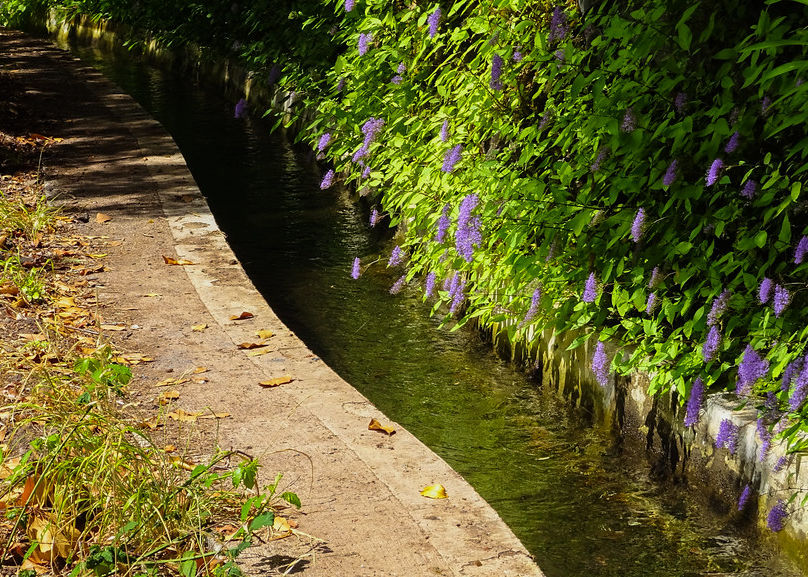 Levada et fleurs au bord