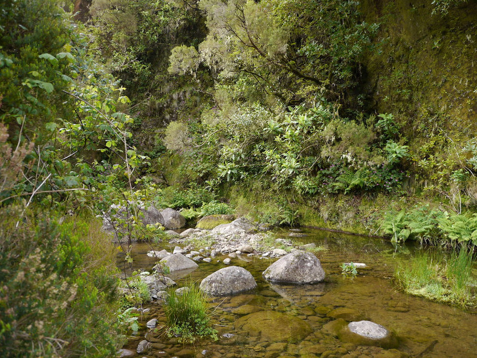 Madère - Torrent dans la vallée de Ribeira da Janela by zamito44 is licensed with CC BY-NC 2.0. To v eau, levada ribeira da janela