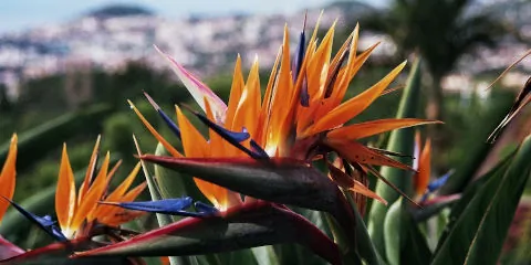 Les fleurs de Madère