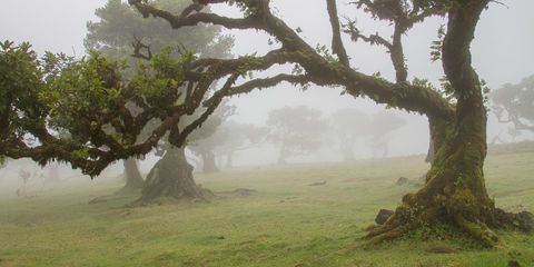 La forêt primaire de Madère