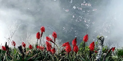 Les fleurs en images