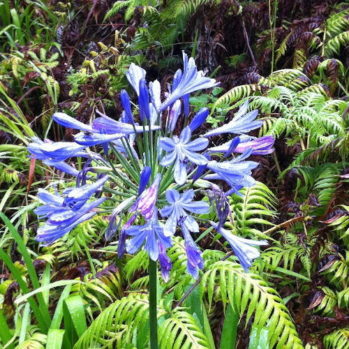 fleur du parc ribeiro frio, madère, forêt