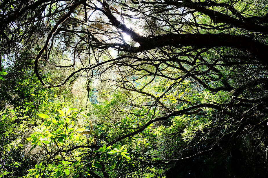 la forêt primaire dans le parc naturel de ribeiro frio, près de portela