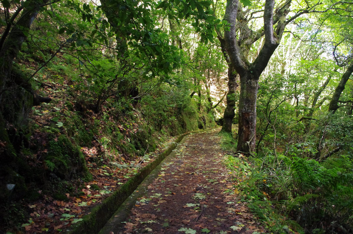 Le long de la levada do juncal, forêt ribeiro frio