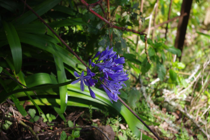 fleur à Madère